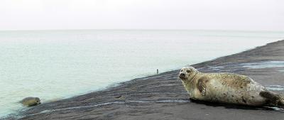 zeehondjes